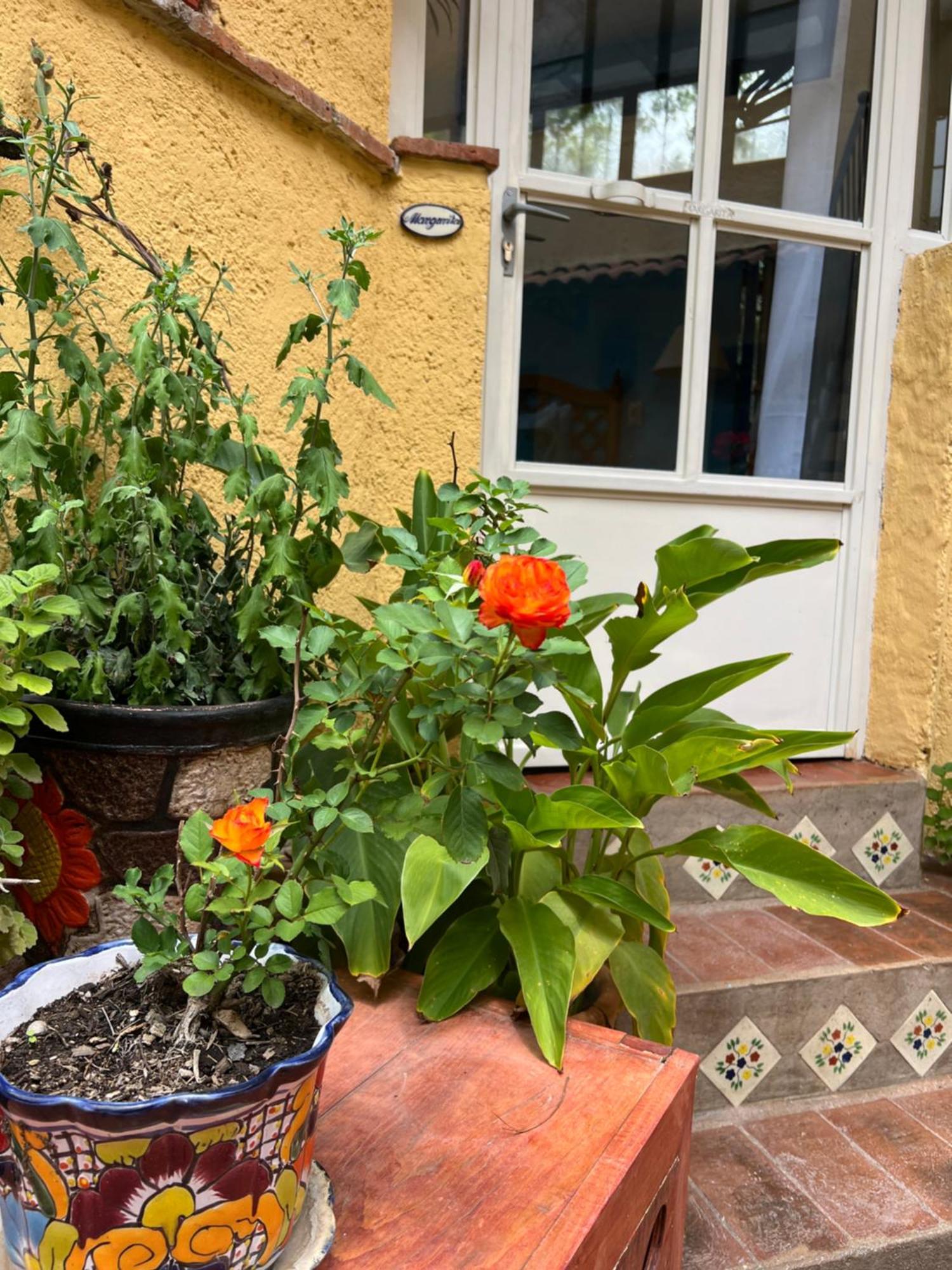 Boutique Hotel Casa Camellia San Miguel de Allende Extérieur photo